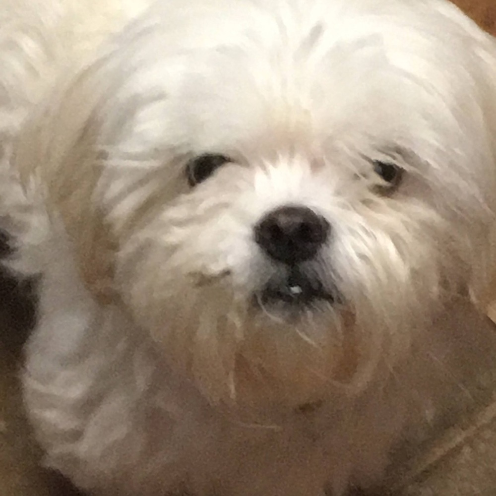 Meet your Posher, Abbey